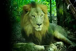 Lion