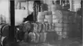 Kingia fibre baled for export