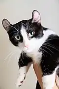 Kinkalow