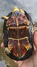 Plastron, in Belize