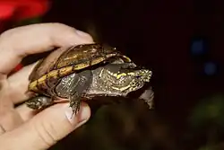 K. s. hippocrepis