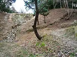 Koishigaki（height 10 meters）