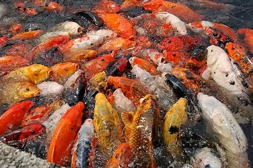 Koi feeding.