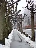 The lime tree avenue.