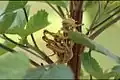 Mating