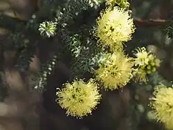Kunzea ericifolia in Mount Barney National Park