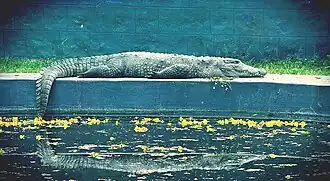 MirrorImage of Zoo Crocodile.