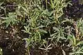 Foliage in spring, Czech Republic