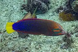 Female
