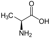 L-Alanine (Ala&nbsp;/&nbsp;A)