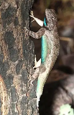 Adult male