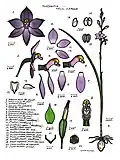 Thelymitra species by Lewis Roberts.