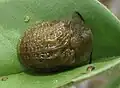 Laccoptera rugosicollis, Botswana