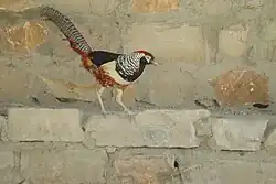 Chrysolophus pictus X Chrysolophus amherstiae