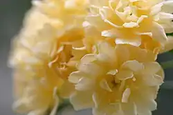 Flower closeup