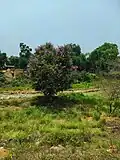 Lagerstroemia Speciosa Tree Malda, West Bengal,India