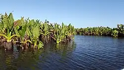Lake with one dominant plant with large leaves