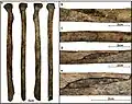 Burial 22. Perimortem butterfly fracture on the right radius