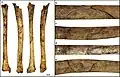 Burial 22. Perimortem butterfly fracture on the tibia.