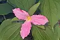 Portrait of Trillium grandiflorum