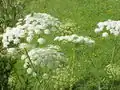 Flowers of Laserpitium latifolium