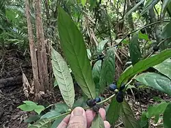 Foliage and fruit