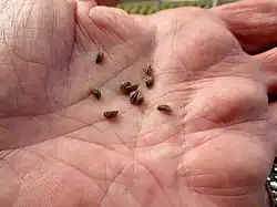 Seeds