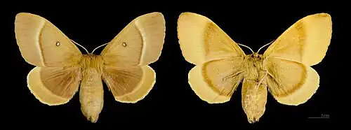 Female, dorsal left
