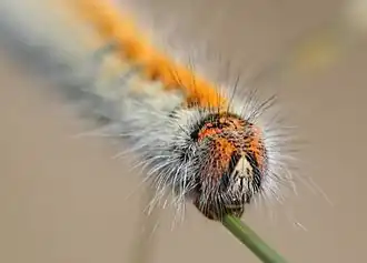 Caterpillar