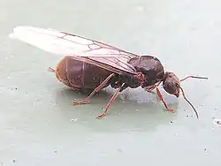 Queen with wings