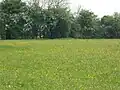 Laurel Farm Meadow