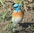 Seen in Kaycee, Wyoming in May.