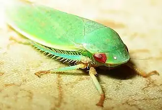 Gyponana from Arizona