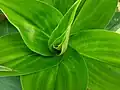 New leaf