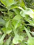 Leaves in West Bengal, India