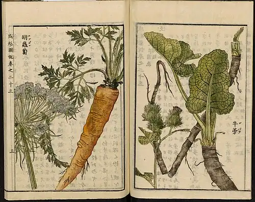 Arctium lappa L. (right), illustration from the Japanese agricultural encyclopedia Seikei Zusetsu (1804)