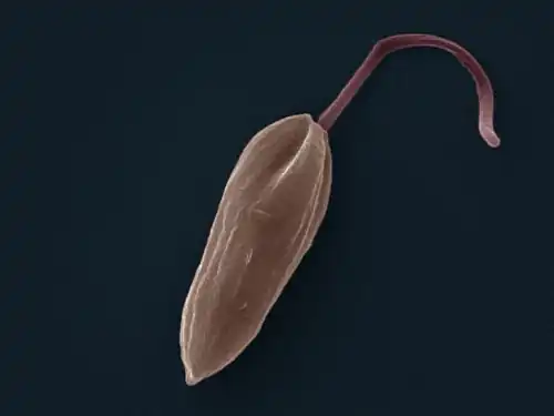 Promastigote: False colour SEM micrograph of promastigote form Leishmania mexicana. The cell body is shown in orange and the flagellum is in red. 119 pixels/μm.