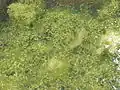 Lemna trisulca