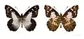 Leodonta tellane chiriquensis
