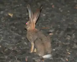 Brown hare from behind