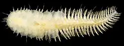 Leucia nivea (Polynoidae)