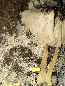 Sclerotia in a bag of potting soil