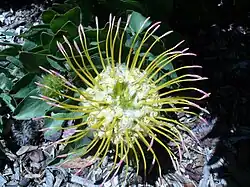 L. grandiflorum