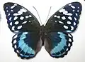 L. satrapes (male)