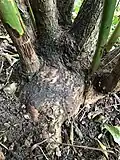 Lignotuber, grey trunks and green stems of same specimen