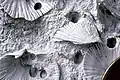 Trypanites borings in an Upper Ordovician hardground, southeastern Indiana.[11]