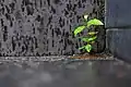 At f/1.4