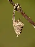 Larva in hibernaculum