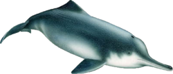 Illustration of a baiji (Lipotes vexillifer)