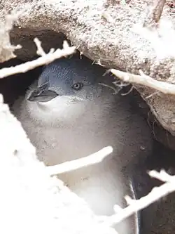 Little penguin in burrow on Lipson Island, Spencer Gulf, South Australia